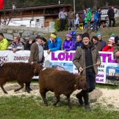 Schafausstellung Tiroler Bergschaf  (16)